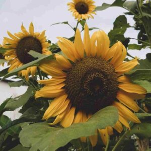 دانلود آهنگ لالا کن دختر زیبای شبنم _ هوش مصنوعی